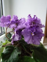 PB200014.webp