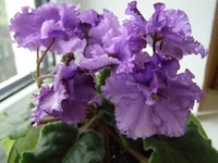 PB200016.webp