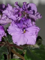 PB200019.webp