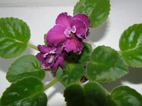 PB200056.webp