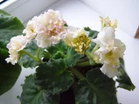 PB200066.webp