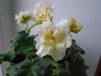 PB200085.webp