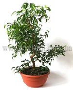 Ficus bonsai_wiandi.webp