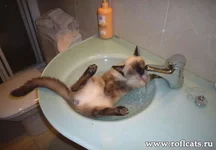 www.roflcats.ru-30.webp