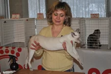Vustavka 379.webp
