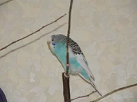 PB240287.webp