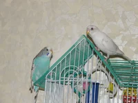 PB260301.webp