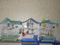 PB260309.webp