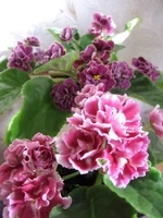  любви и Морозная вишня_8223.webp