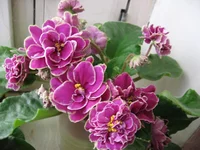 -Магия любви_8094.webp