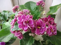 -Магия любви_8095.webp