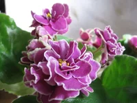 -Магия любви_8226.webp