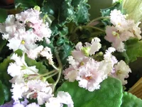 Ancient Lace 11.2010.webp