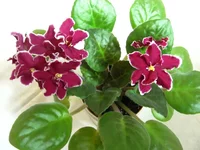 Arcturus 11.2010.webp