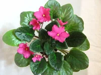 Coral kiss 11.2010.webp