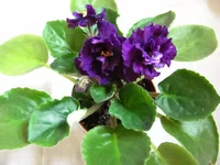 Lyon's Plum Pudding.webp