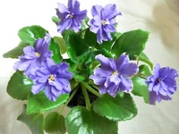 Moonlight Waters 11.2010.webp