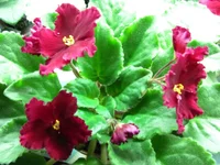 Ness Red Velvet 11.2010.webp