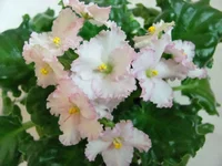 Optimara Ever Harmony.webp