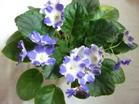 Silverglade Gems 11.2010.webp