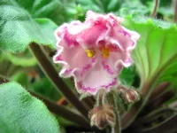 Tomorrow's Pink Ice.webp