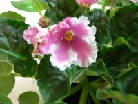  Танец фламинго.webp