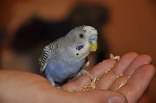  для ХФ.webp