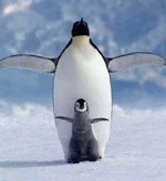 penguins.webp