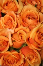 KgPjecjWq8E.webp