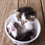 tumblr_m5963bq5xj1qzizmho1_250.gif