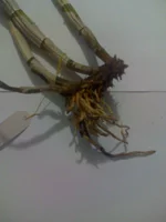 0107.webp