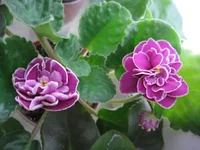 -Магия любви9236.webp