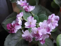 Mac's Southern Springtime_9232.webp