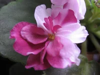 Mac's Southern Springtime_9233.webp