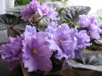 Stormy Weather _9231.webp