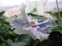 -Музыка вивальди_9228.webp