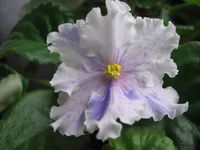 -Музыка Вивальди_9229.webp