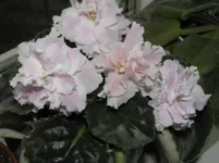 .webp