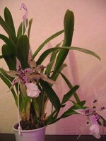 IMG_4134.JPG
