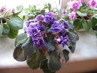 Ward Brown - розетка.webp