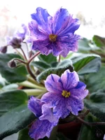 -Грибной Дождь.webp