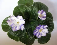 Arctic Frost-june.webp