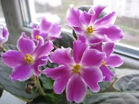 Glimmer (Stork)_9242.webp