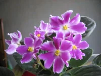 Glimmer (Stork)_9243.webp