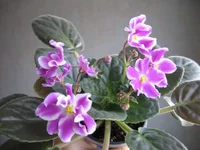 Glimmer (Stork)_9244.webp