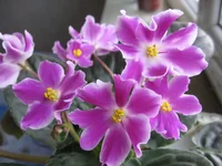 Glimmer (Stork)_9245.webp