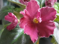 Lyon's Paprika_9248.webp