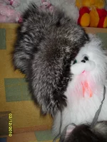 .webp