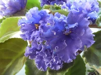 -Синий Иней.webp