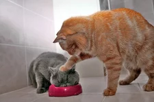 001444_big.webp